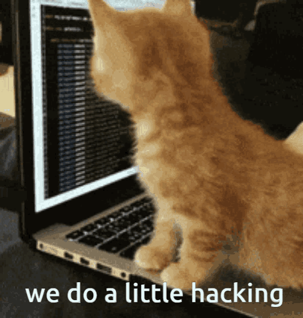CLARQ Agency - cat we do a little hacking